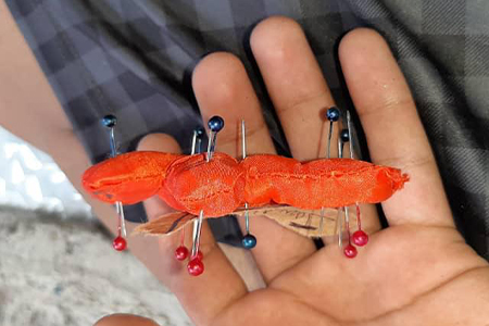 producto nuevo